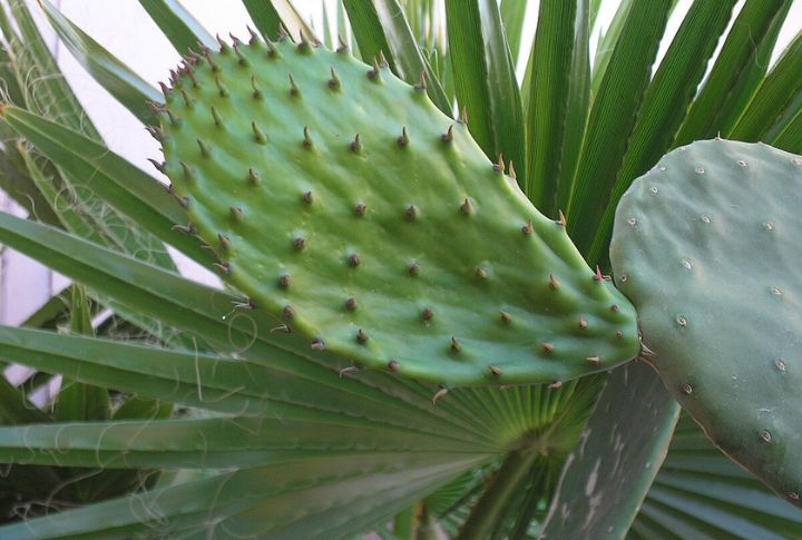 Nopales
