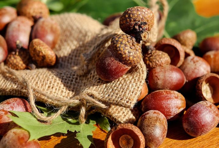 Acorn Flour