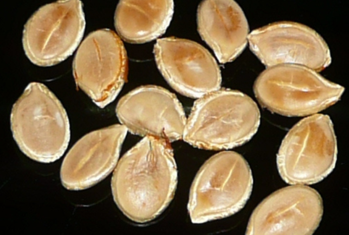 Solution? Buy Seeds From Reliable Sources Only