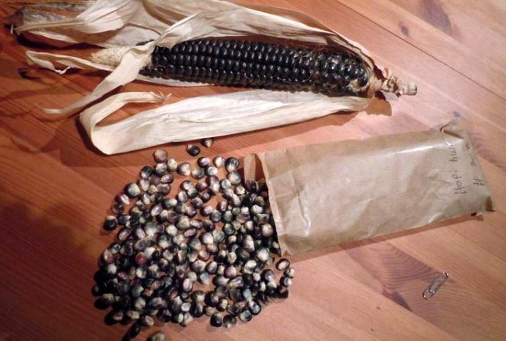 Blue Corn