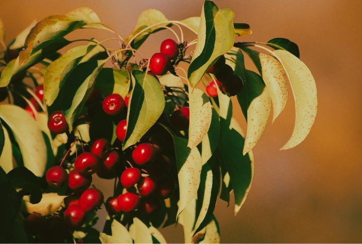 Chokecherries