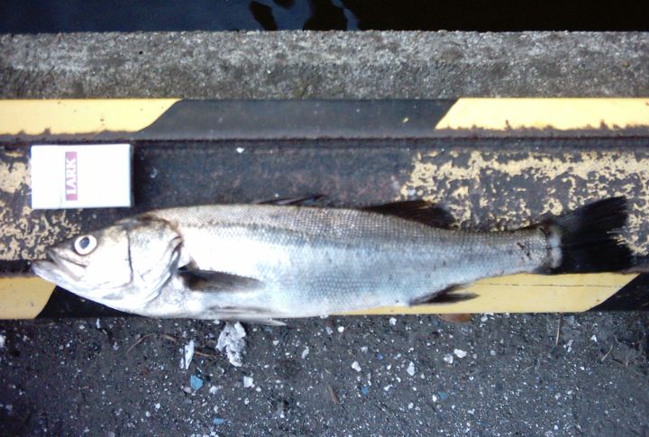 Chilean Sea Bass (Patagonian Toothfish)