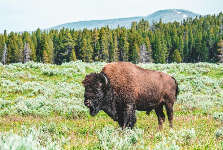 Bison