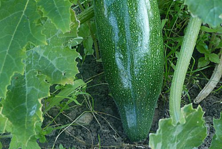 Homegrown Hybrids Are Most At Risk