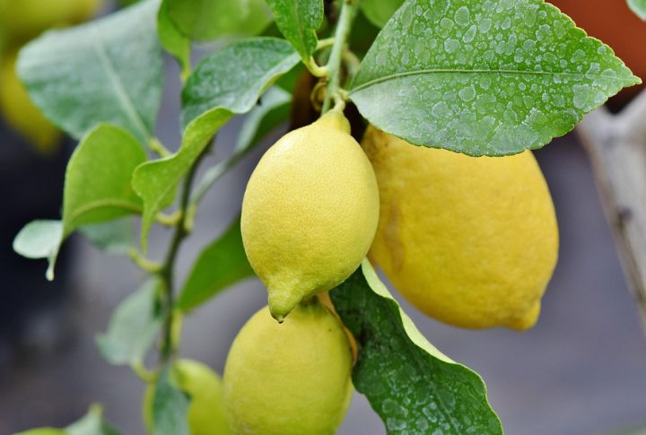 Lemon Zest Bright Bite