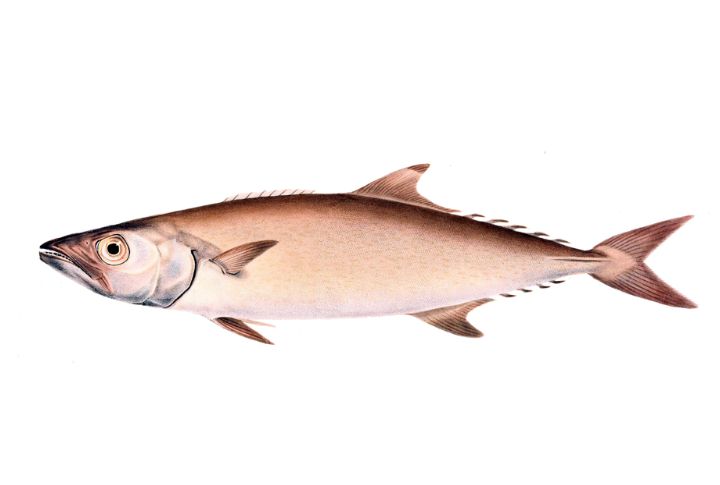 Escolar
