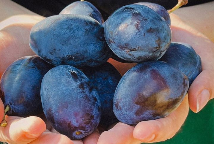 Plums