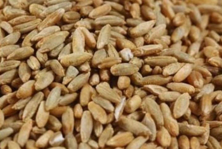 Rye Berries
