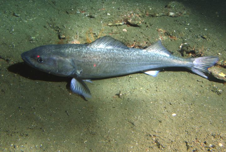 Sablefish