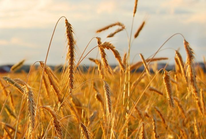 High Rye Explained