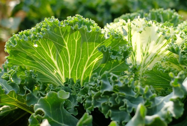 Feed Beneficial Bacteria