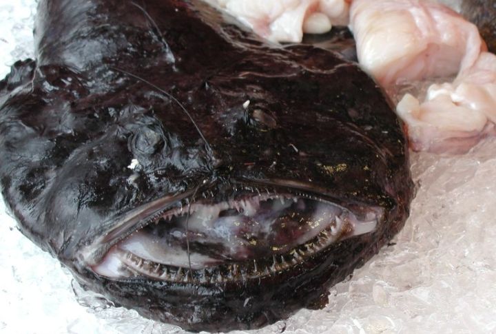 Monkfish