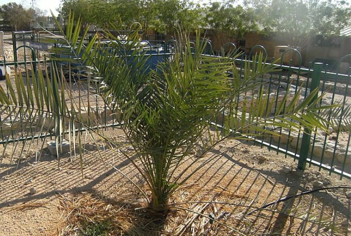 Judean Date Palm (Original Strain)