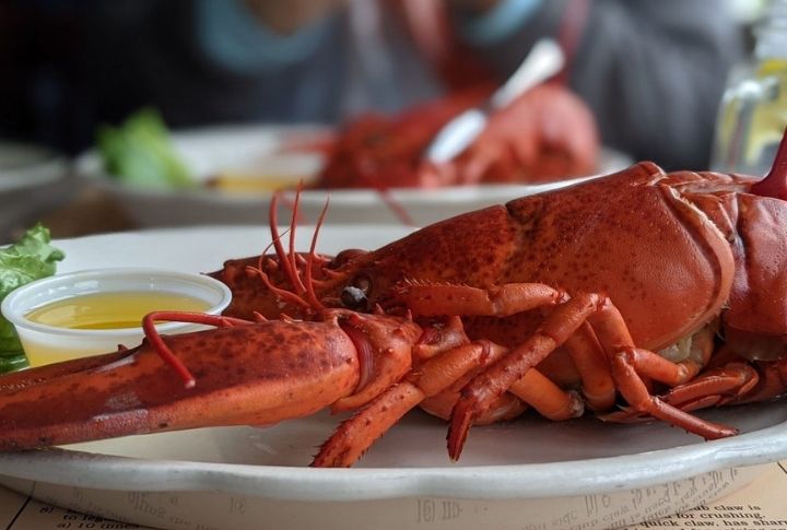 Maine: Steamed Lobster