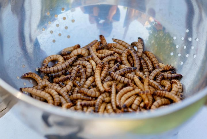 Honey-Roasted Insects