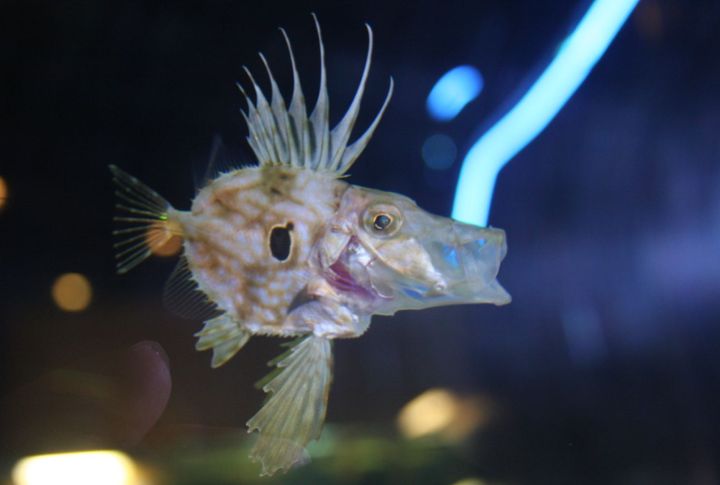 John Dory