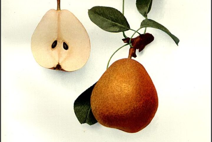 Ansault Pear