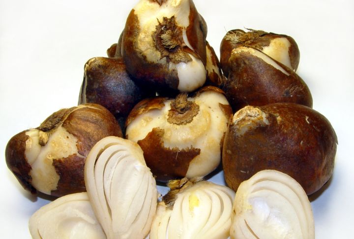 Tulip Bulbs