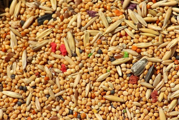 Millet