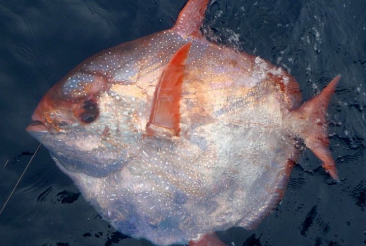 Opah