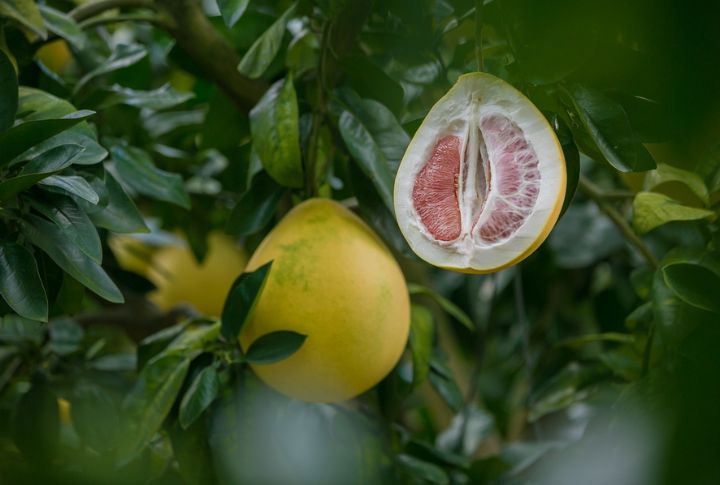 Pomelo Grapefruit