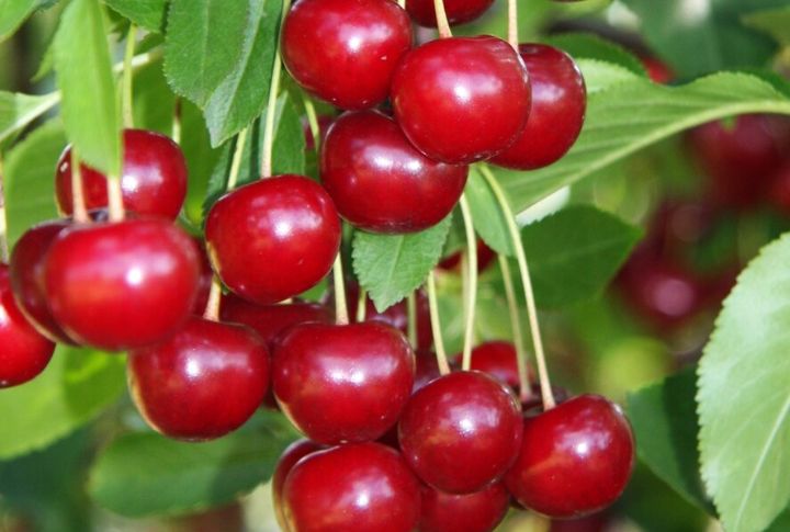 Tart Cherries
