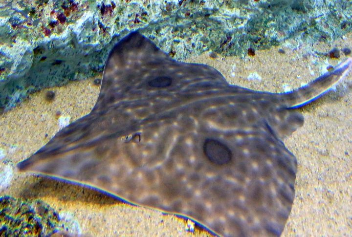 Skate Wing