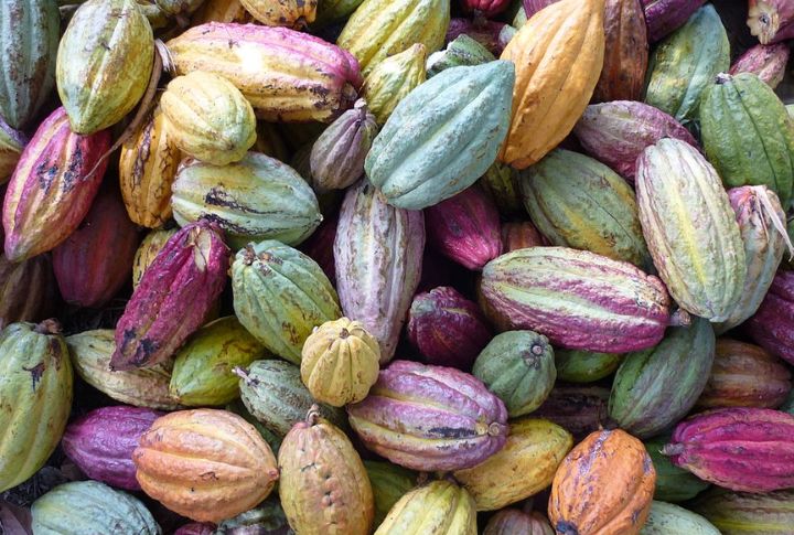 Madagascar Kokoa Fruit