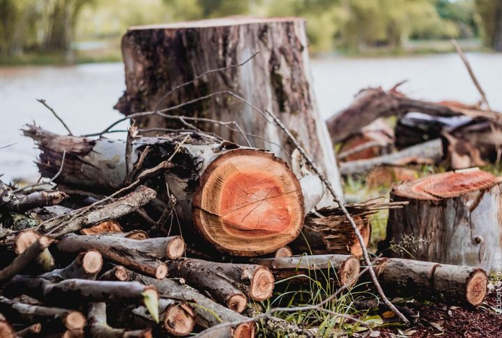 Pick Wood Carefully
