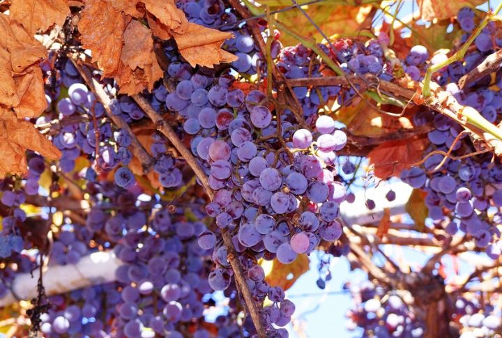 Concord Grapes