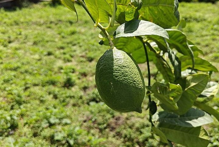 Himalayan Wild Lemon