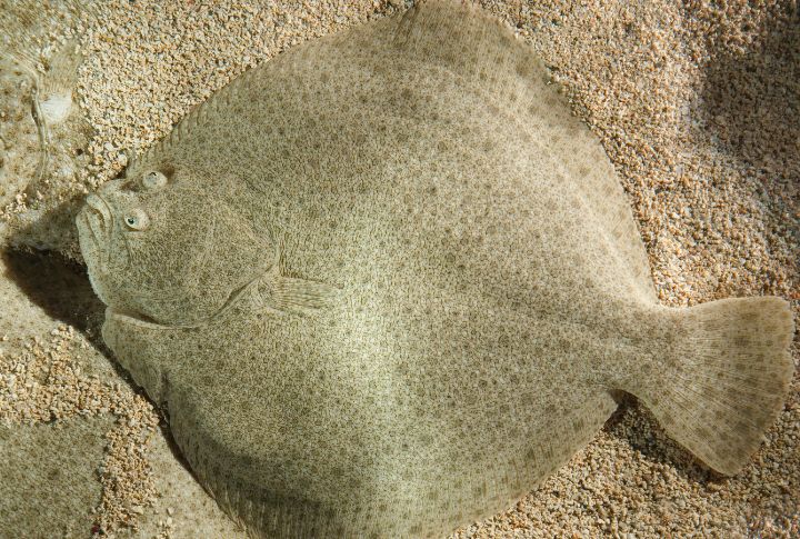 Turbot