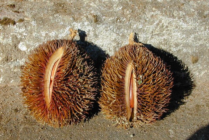 Kalimantan Wild Durian