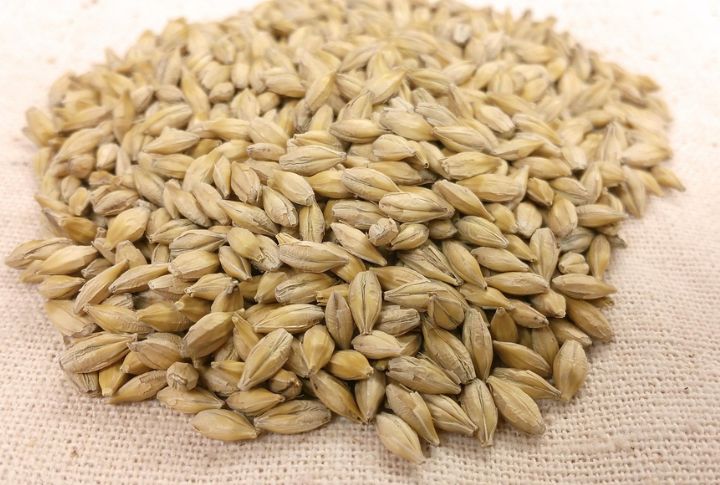 Barley