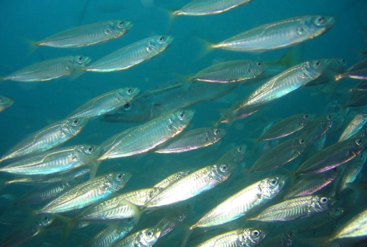 Mackerel