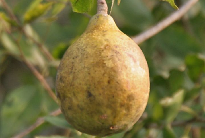 Indian Bael Fruit (Wood Apple, Wild Type)
