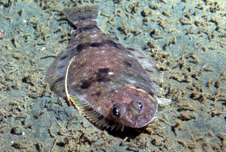 Dover Sole