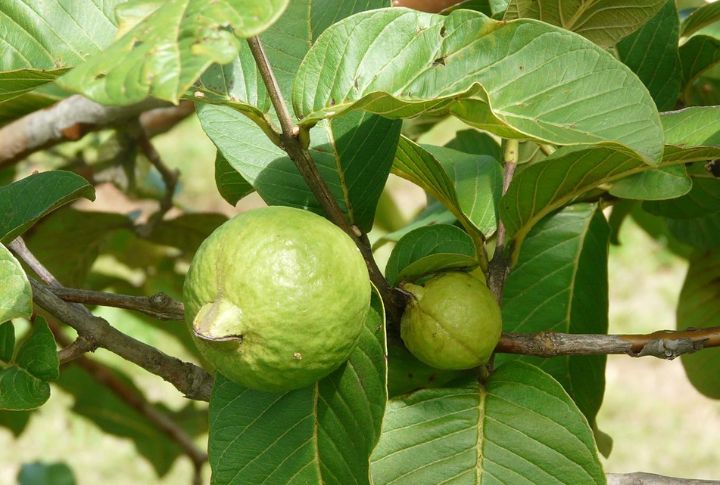 Jamaican Guava