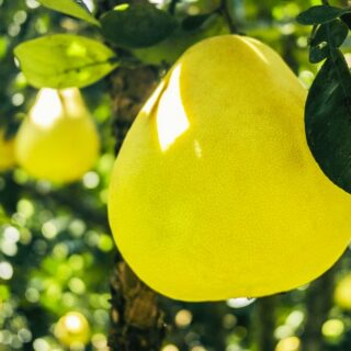 10 Grapefruit Varieties Every Citrus Lover Should Try