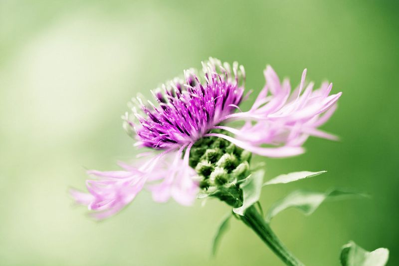 Milk Thistle