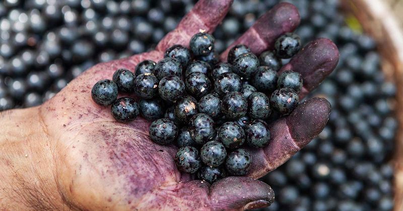 Acai Berries
