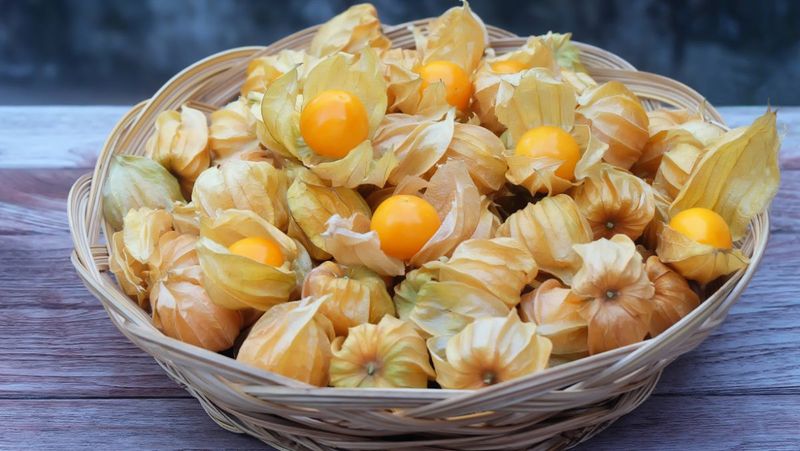 Ground Cherry
