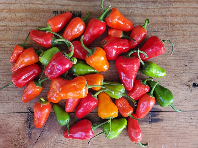 Hinkelhatz Pepper