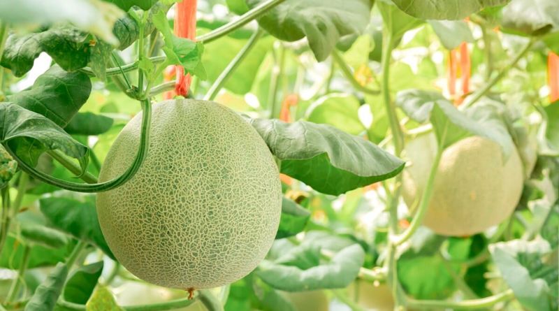Amish Sugar Snap Melon