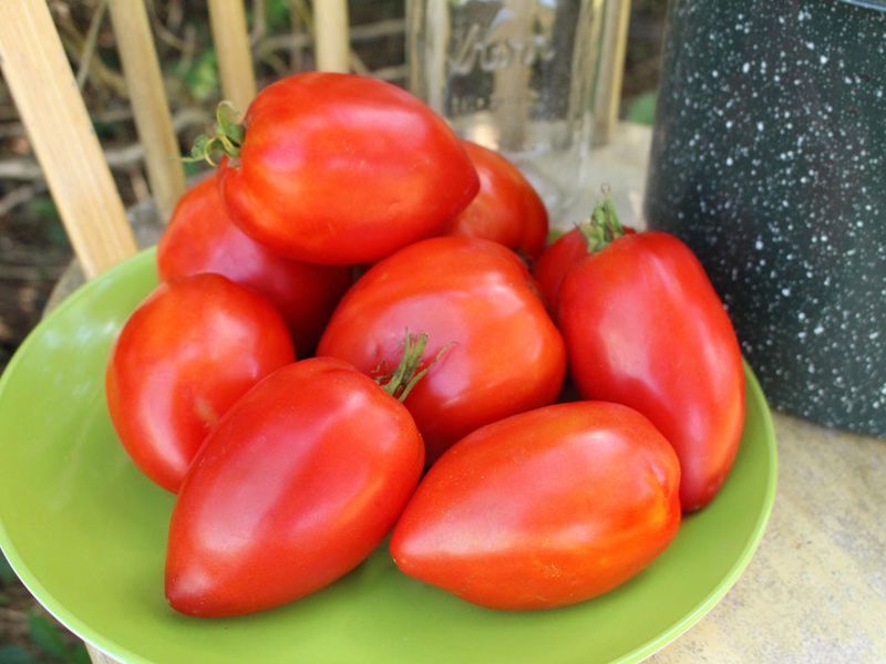 Amish Paste Tomato