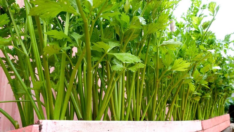 Amish Celery