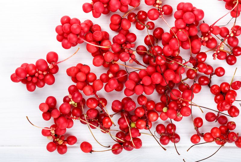 Schisandra Berry