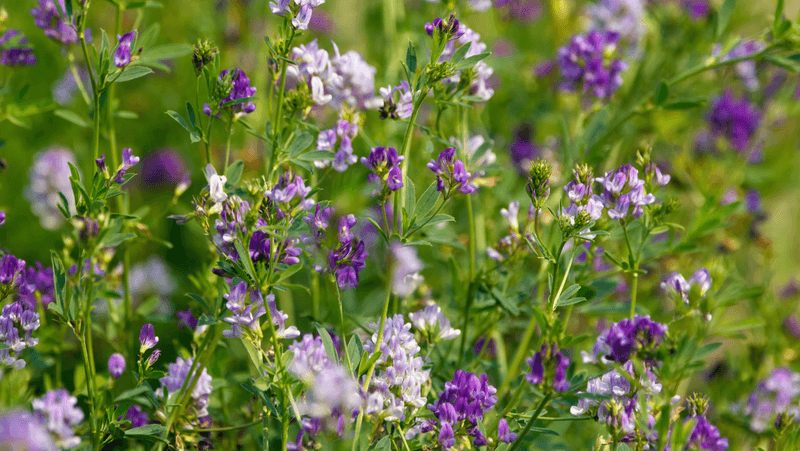 Alfalfa