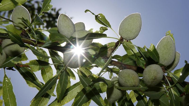 Almonds
