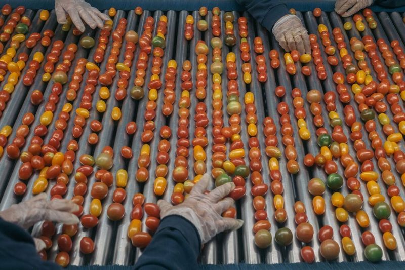 Tomatoes
